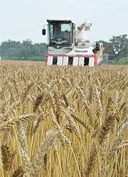 小麦収穫大急ぎ／昨年より１週間ほど早い刈り取り