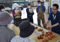 りんごトマト２品種作付け／出荷説明会で規格