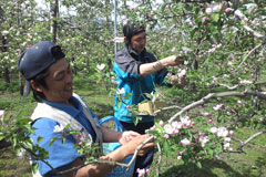 地域への貢献と部員同士の交流／青年部でリンゴ花粉を採取