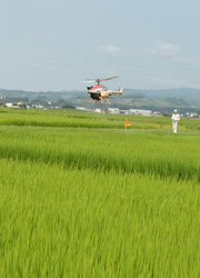 水田に無人ヘリコプター参上／いもち病適期防除