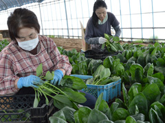 ハウスからお目見え／冷涼な気候生かすほうれん草