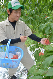 「津軽の桃」本格化／早生桃「あかつき」収穫