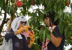 「津軽の桃」消費者認知度向上へ／収穫体験バスツアー開催