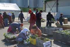 大型連休苗買い求め賑わう