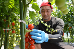 ミニトマト収穫始まる／出荷１０３２トン計画