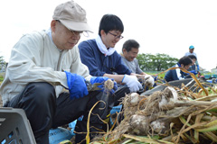 会社員　大事な戦力／地元企業から援農にんにく収穫