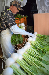 小かぶ出荷始まる