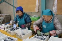 スチューベン出荷作業