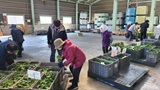 野菜苗販売会