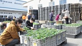 野菜苗販売会