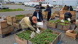 野菜苗販売会